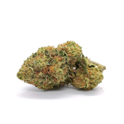 Jack Herrer CBD